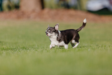 Obraz na płótnie Canvas Cute chihuahua dog on green grass. Miniature dog walking outdoor