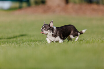Naklejka na ściany i meble Cute chihuahua dog on green grass. Miniature dog walking outdoor