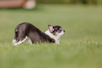 Cute chihuahua dog on green grass. Miniature dog walking outdoor