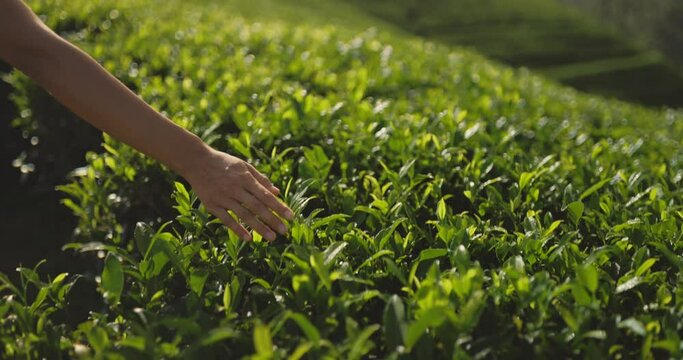 Nature lover. Close-up moving shot of young woman's arm gently stroking the top of green tea foliage. A female hand touches fresh green leaves of tea, walking along the plantation.