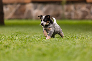 Australian cattle dog puppy outdoor. Blue heeler dog breed. Puppies on the backyard. Dog litter. Dog kennel