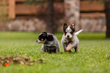 Australian cattle dog puppy outdoor. Blue heeler dog breed. Puppies on the backyard. Dog litter. Dog kennel