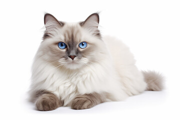 Portrait of Ragdoll cat on white background