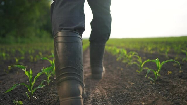 agriculture. man farmer in rubber boots walks along corn sprouts green field. agriculture a lifestyle business concept. farmer worker goes home after harvesting end across a field of corn