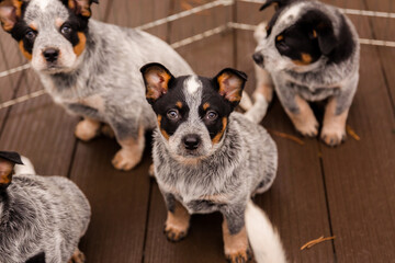 Australian cattle dog puppy outdoor. Blue heeler dog breed. Puppies on the backyard. Dog litter. Dog kennel