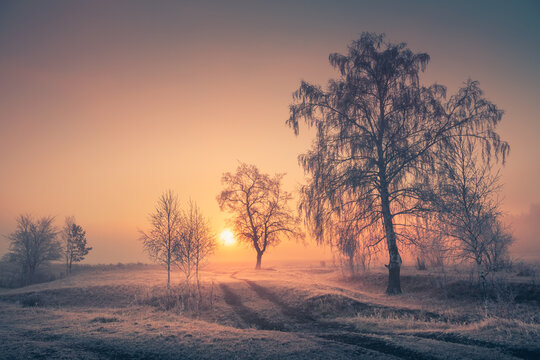 Road with frost-covered trees in winter forest at foggy sunrise.