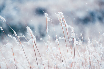 Snow-covered plants in winter forest during snowfall. Macro image