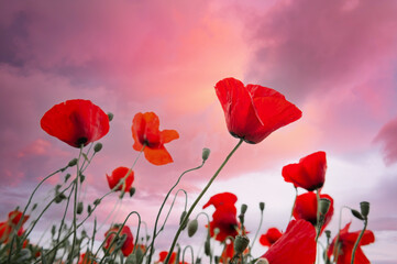 Red poppy flowers against the pink sky at sunset.