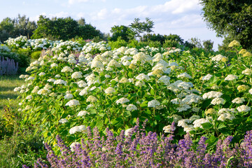 Hortensja krzewiasta (Hydrangea arborescens) kwitnąca w ogrodzie © Monika