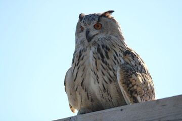 Coucou Hibou coucou Hibou