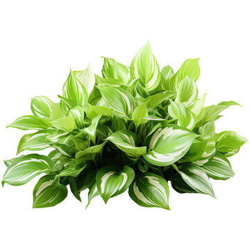 Bush hosta with colorful leaves isolated on transparent background. Generative AI