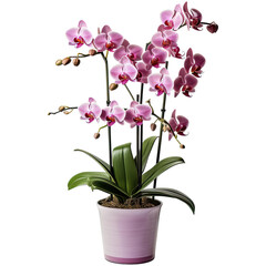 Purple orchid in pot isolated on transparent background. Generative AI