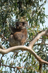 Female victorian koala on a eucalyptus tree in the Hordern Vale area, Great Ocean Road. Victoria-Australia-799