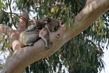 Female victorian koala, joey riding her back, eucalyptus tree. Hordern Vale area-Great Ocean Road-Victoria-Australia-801