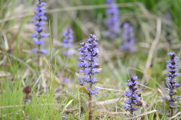 Closeup ajuga reptans known as blue bugle with blurred background in the spring meadow