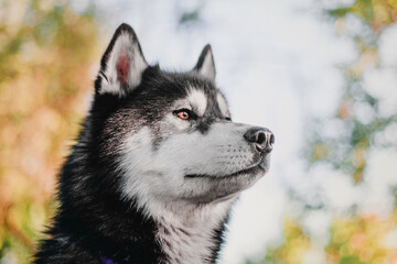  Siberian Husky dog at the sunset
