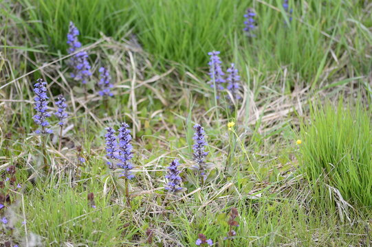 Closeup ajuga reptans known as blue bugle with blurred background in the spring meadow