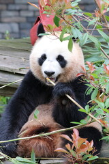 Obraz premium giant panda eating bamboo