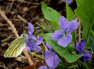A yellow common brimstone butterfly (Gonepteryx rhamni) on violet (Viola) flower. Close up.