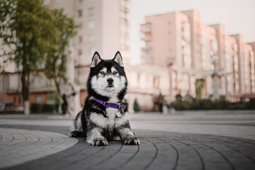 Portrait of Siberian Husky dog on the city street at the sunset