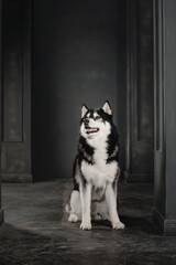 Fototapeta na wymiar Husky dog in a black interior