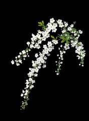 ユキヤナギ　3月撮影