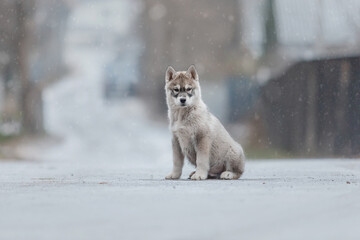 Siberian husky puppy in winter. Winter dog. SnowfallSiberian husky puppy in winter. Winter dog....
