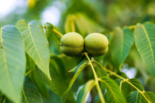 Photo of ripe green fruits hanging from a tree