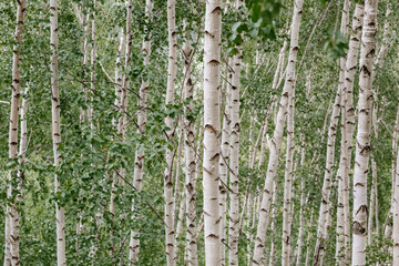 Obraz premium Birch Tree Serenity