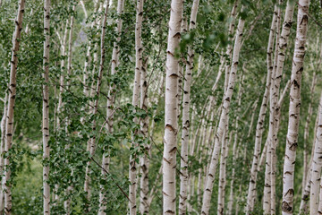 Birch Tree Serenity