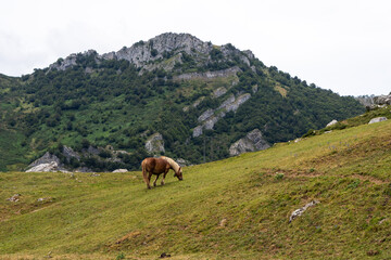 Gentle Horse Enjoying Grass in Beautiful Meadow Scene
