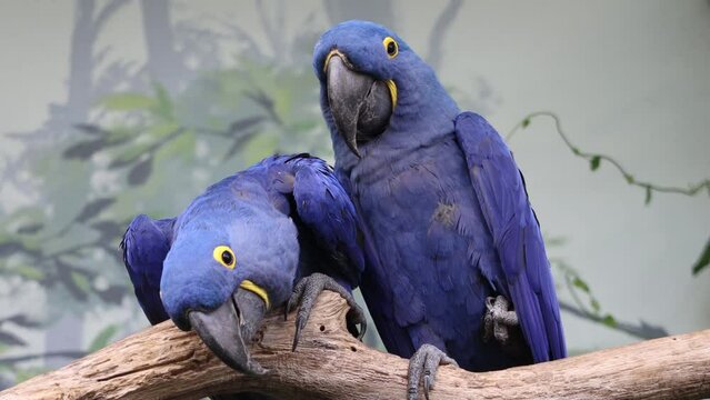 The pair of the hyacinth macaw (Anodorhynchus hyacinthinus) sits on a branch
