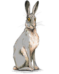 Bunte Zeichnung: Sitzender grauer Hase lauscht wachsam und aufmerksam