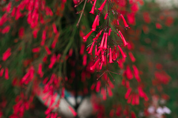 red tubular tiny flowers of firecracker plant on green background, natural environment beauty,...