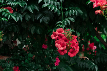 Fototapeta na wymiar china rose or hibiscus floral background, sunny warm summer garden