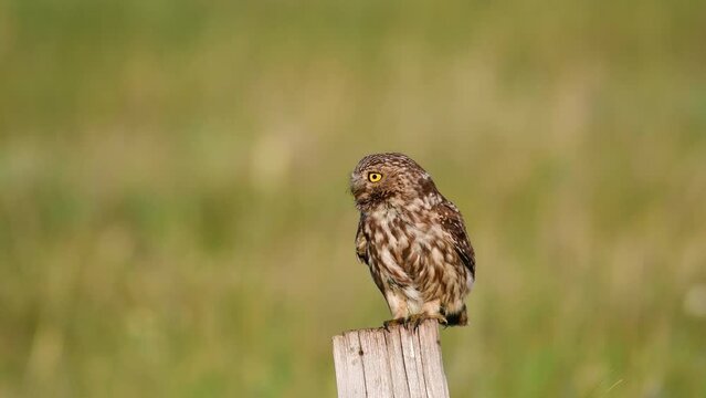 Little owl in natural habitat Athene noctua. The female bird calls the male, making sounds.