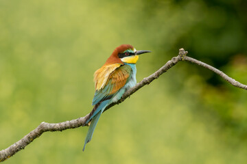 The European bee-eater sits on a branch