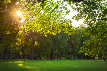 sunset in a beautiful park, natural summer background