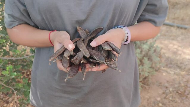 low section of a woman holding carob at farm