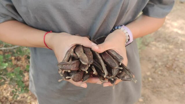 low section of a woman holding carob at farm
