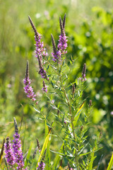 Closeup of purple loosestrife flowers with selective focus on foreground