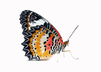 Leopard Lacewing Butterfly female on white background, Cethosia cyane euanthes - 631045327