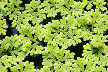 Azolla caroliniana or Mosquito fern, Water fern. It is a small aquatic plant in the family of ferns. It grows on water surface, in the tropics and in general. - 631046189