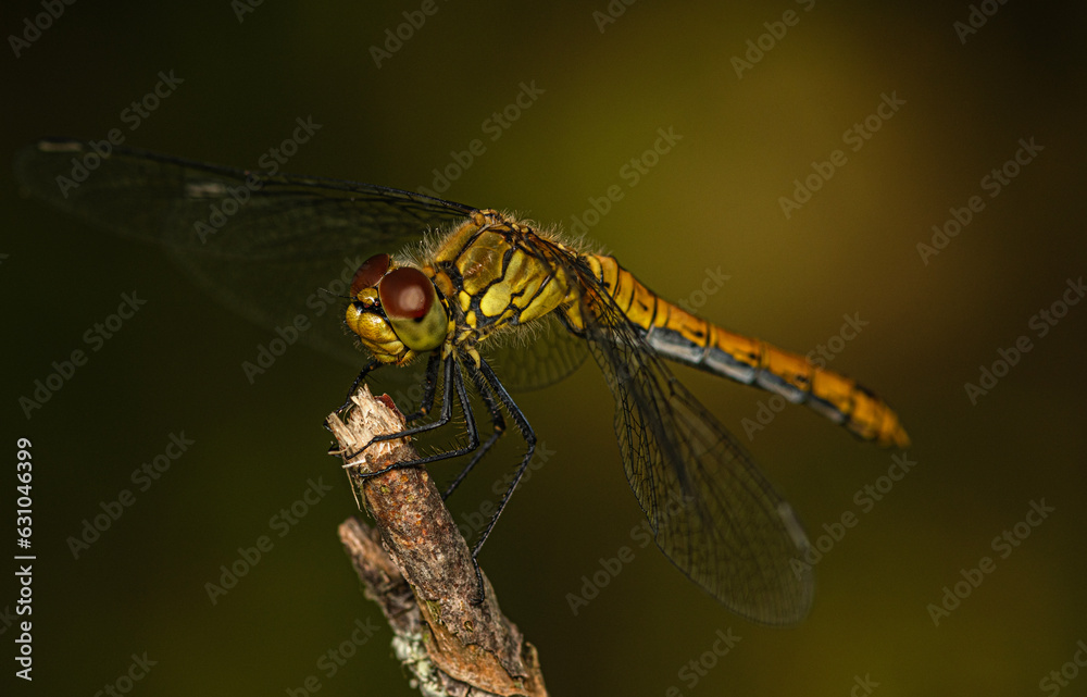 Sticker An orange-black dragonfly sits on a dry branch of a bush.