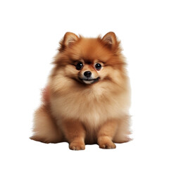 Cute Pomeranian full body on white background