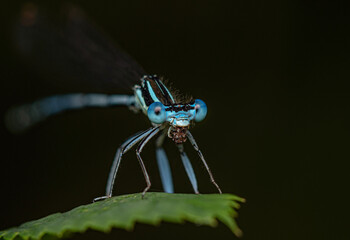 A small white and blue dragonfly eats prey while sitting on a green leaf.