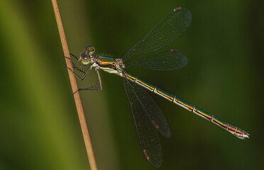 A small metallic dragonfly sits on a yellow stalk of grass.