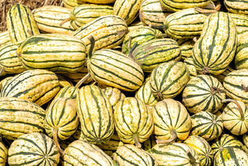 various pumpkins in autumn in Spreewald in Germany