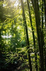Fototapeta na wymiar Bamboo forest with sunlight in the morning. Shallow depth of field.
