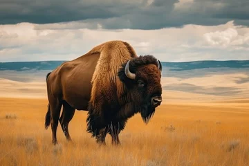 Keuken foto achterwand Bizon Portrait of a bison with horns in the steppe.